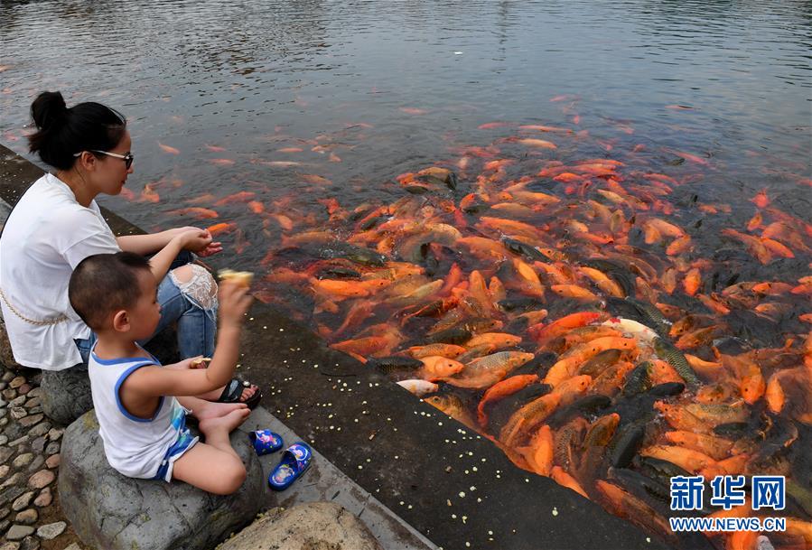 （環(huán)境）（1）福建福鼎：桐山溪畔人魚(yú)同樂(lè)